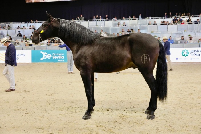 Campeón Joven del Mundo, JAQUETON MFE IV, propiedad y criado por MARIA FERNANDA DE LA ESCALERA DE LA ESCALERA