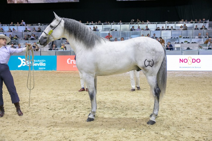 Campeón del Mundo, LIBERTO TORRELUNA, propiedad de YEGUADA ENTRE DOS AGUAS y criado por YEGUADA TORRELUNA